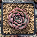 Echeveria 'Hongye' 2" Succulent Plant