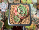 Echeveria 'Black Panther' 2" Cluster Succulent Plant