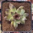 Echeveria Agavoides 'Black Queen' 3" Succulent Plant