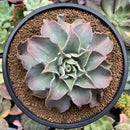 Echeveria 'Madiba' 5" Large Succulent Plant