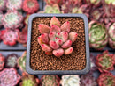 Echeveria Agavoides 'Shaikh' 1" Succulent Plant