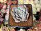 Echeveria 'Milk Rose' 2" Succulent Plant