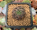 Echeveria 'Scorpio' 1" Small Succulent Plant