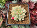 Echeveria 'Mebina' Variegated 2" Succulent Plant