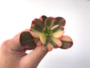 Echeveria 'Primadonna' Variegated 3" Succulent Plant