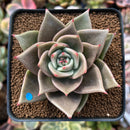 Echeveria Agavoides 'Jade Star' 2"-3" Succulent Plant