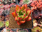 Echeveria Agavoides sp. 2" Succulent Plant