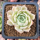 Echeveria 'Love Wave' Hybrid of 'Simulans' x 'Captain Hayes' 1" New Hybrid Succulent Plant