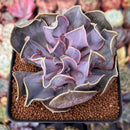 Echeveria 'Valkyrie' 3" Succulent Plant
