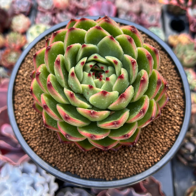 korean moonstone succulent Echeveria Agavoides 'Moonstone' 4" Succulent Plant
