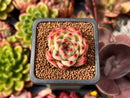 Echeveria 'Moonstone' 1" Succulent Plant