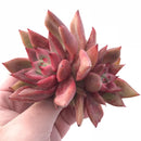 Echeveria Agavoides Mundy Cluster 4” Rare Succulent Plant