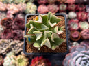 Echeveria 'Black Hawk' 2" Succulent Plant