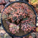 Echeveria 'Luella' 4"-5" Succulent Plant