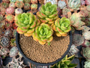 peridot succulent Echeveria 'Peridot' 4" Cluster Succulent Plant – True Succulents Plant Co