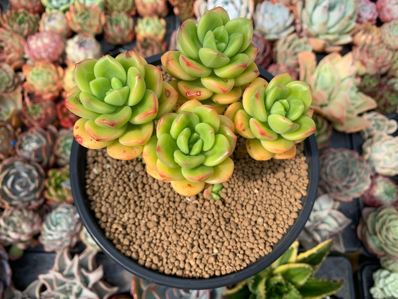 echeveria rolly cluster succulent plant Echeveria 'Peridot' 4" Cluster Succulent Plant – True Succulents Plant Co