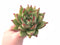 Echeveria Agavoides Maria 4” Rare Succulent Plant
