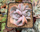 Echeveria 'Cream Tea' 2"-3" Powdery Succulent Plant