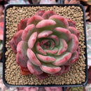 Echeveria Agavoides 'Glam Pink' 3"-4" Succulent Plant