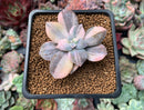 Quetzalcoatlia 'Pentandra Superba' Variegated 2" Succulent Plant (Formerly Graptopetalum 'Pentandrum Superbum' Variegated)