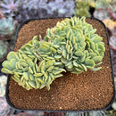 Echeveria 'Lemon and Lime' Crested 5" Succulent Plant