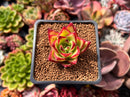 Echeveria Agavoides 'Orange Ebony' 1"-2" Succulent Plant
