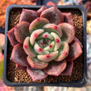 Echeveria 'Sharman' 2" Succulent Plant