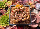 Echeveria Agavoides 'Symphony' 2" Succulent Plant