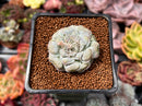 Echeveria 'Hearts Choice' 2" Succulent Plant