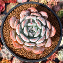 Echeveria 'Ivory' 4" Powdery Succulent Plant