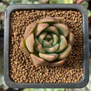 Echeveria Agavoides 'Chimera' 1" Succulent Plant