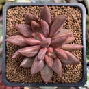 Echeveria Agavoides 'Elenco' 2" Succulent Plant