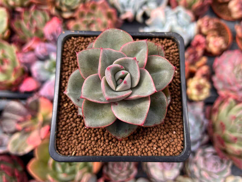 Echeveria 'Windy' 1