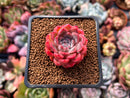 Echeveria 'Cortes' 1" Succulent Plant