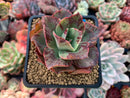 Echeveria 'Bennet' Variegated 2"-3" Succulent Plant