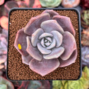 Echeveria 'Missing You' 2" Succulent Plant