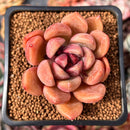 Echeveria Agavoides 'Black Tetra' 3" Succulent Plant