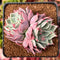 Echeveria 'Pink Ice' 2"-3" Cluster Succulent Plant