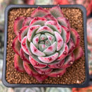 Echeveria 'Ratam' 2" Succulent Plant