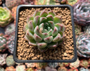 Echeveria 'Panda' 1" Succulent Plant