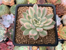 Echeveria 'Mebina' Variegated 2" Succulent Plant