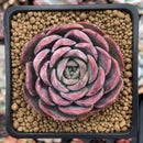 Echeveria 'Lovely' 3" Succulent Plant