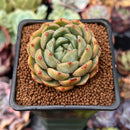Echeveria 'Timothy' 2" Succulent Plant