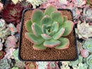 Echeveria 'Red Glow' 3" Succulent Plant