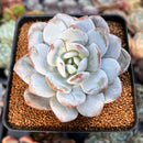 Echeveria 'Laui' 3" Powdery Succulent Plant
