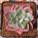 Echeveria 'Pink Harin' Variegated 2" Succulent Plant