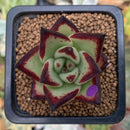 Echeveria Agavoides 'Jelly Cassiopeia' 1" Succulent Plant