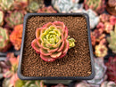 Sedeveria 'Letiza' Variegated 2" Succulent Plant