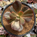 Echeveria 'Primadonna' Variegated 4" Succulent Plant