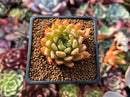 Echeveria Agavoides 'Black Tip' 1"-2" Succulent Plant
